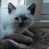 mysiamesekitty